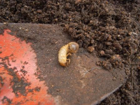 プランターの土を掘り返していたら幼虫が出てきました 昆虫ブログ むし探検広場