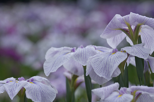 菖蒲が花盛り_b0010915_22343885.jpg