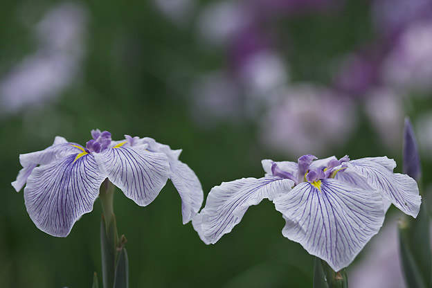 菖蒲が花盛り_b0010915_22361184.jpg