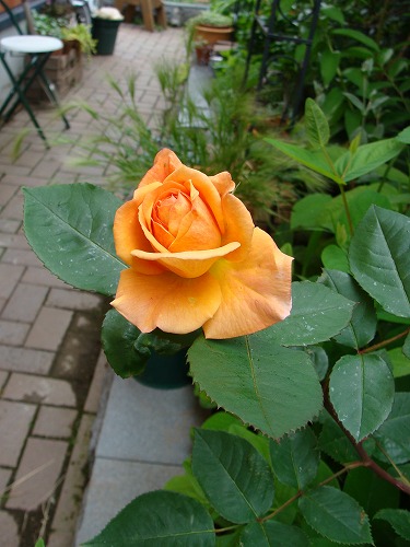 f0170524_12302864.jpg
