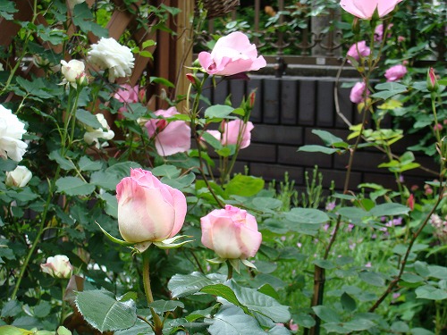 f0170524_1243454.jpg