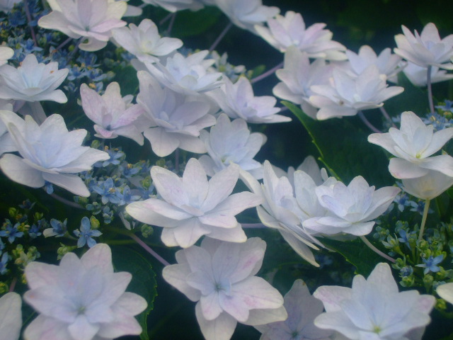 やさしい水色の八重の額紫陽花。。。城ヶ崎_f0153529_940644.jpg