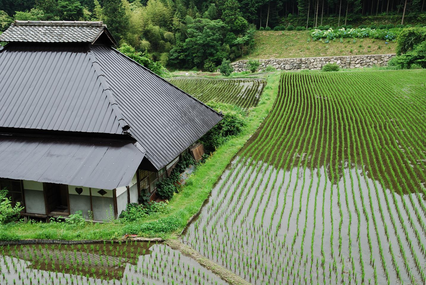 ●●●【 田舎はいいね_c0152332_11103994.jpg