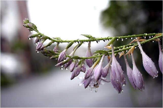 雨の中の花_e0052135_16591445.jpg