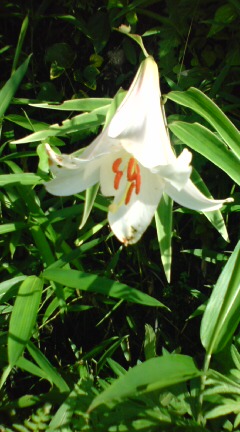 e0110940_21302746.jpg