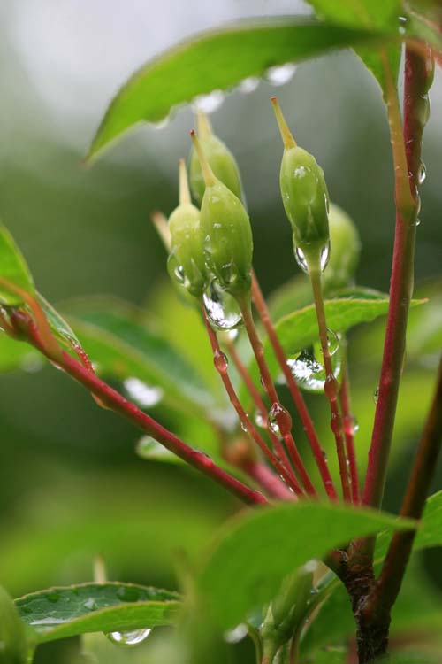 雨の合間に_e0025943_14181058.jpg