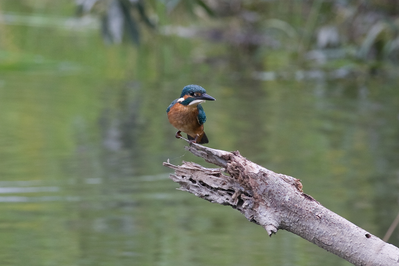 portrait perch for them_d0140746_8593262.jpg