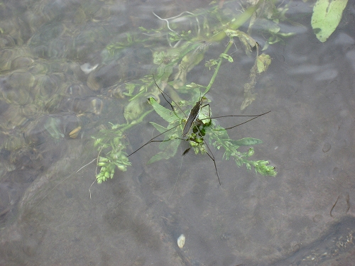 武蔵野公園散歩_f0017246_1543946.jpg