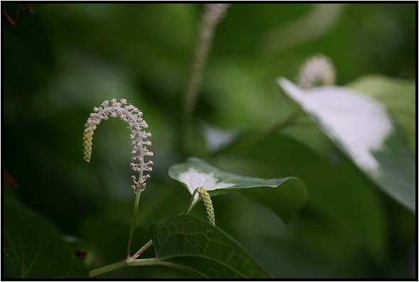 庭に咲く花_e0091347_9392071.jpg