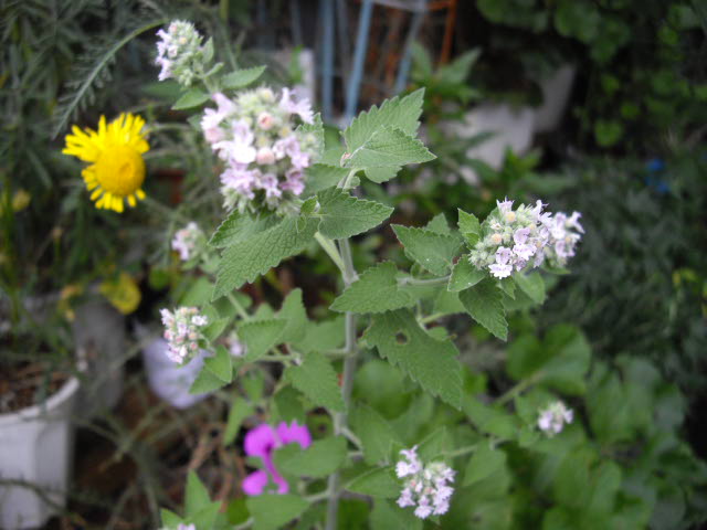 d0116059_12255548.jpg