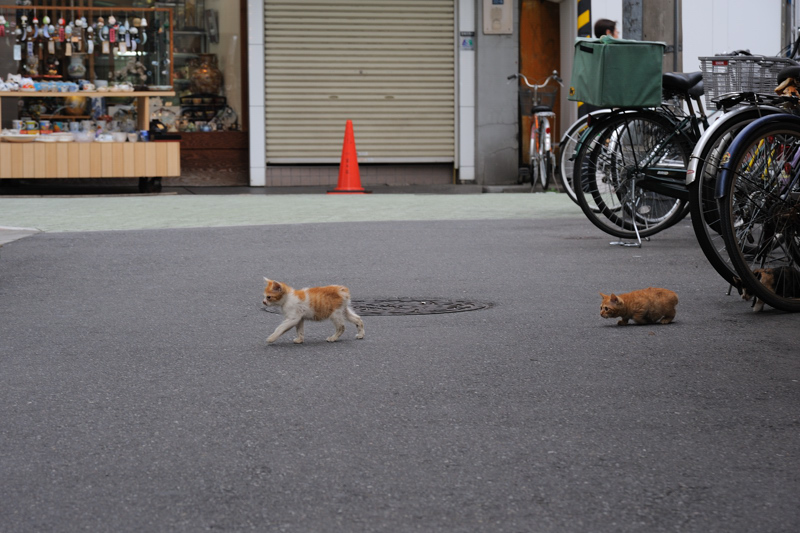 子猫_f0079061_17363384.jpg