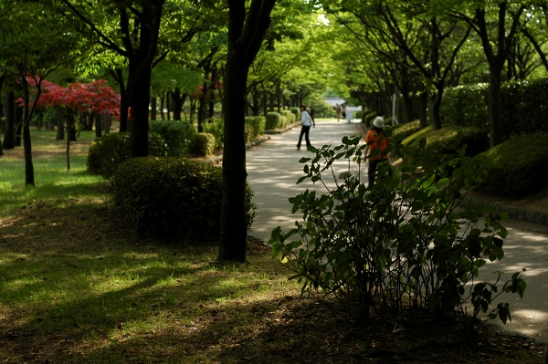 Shade of trees_c0095062_96852.jpg