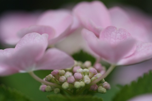 紫陽花　－色彩の妙ー_d0141365_21222838.jpg