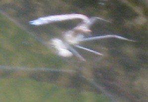 a0087378_18241750.jpg