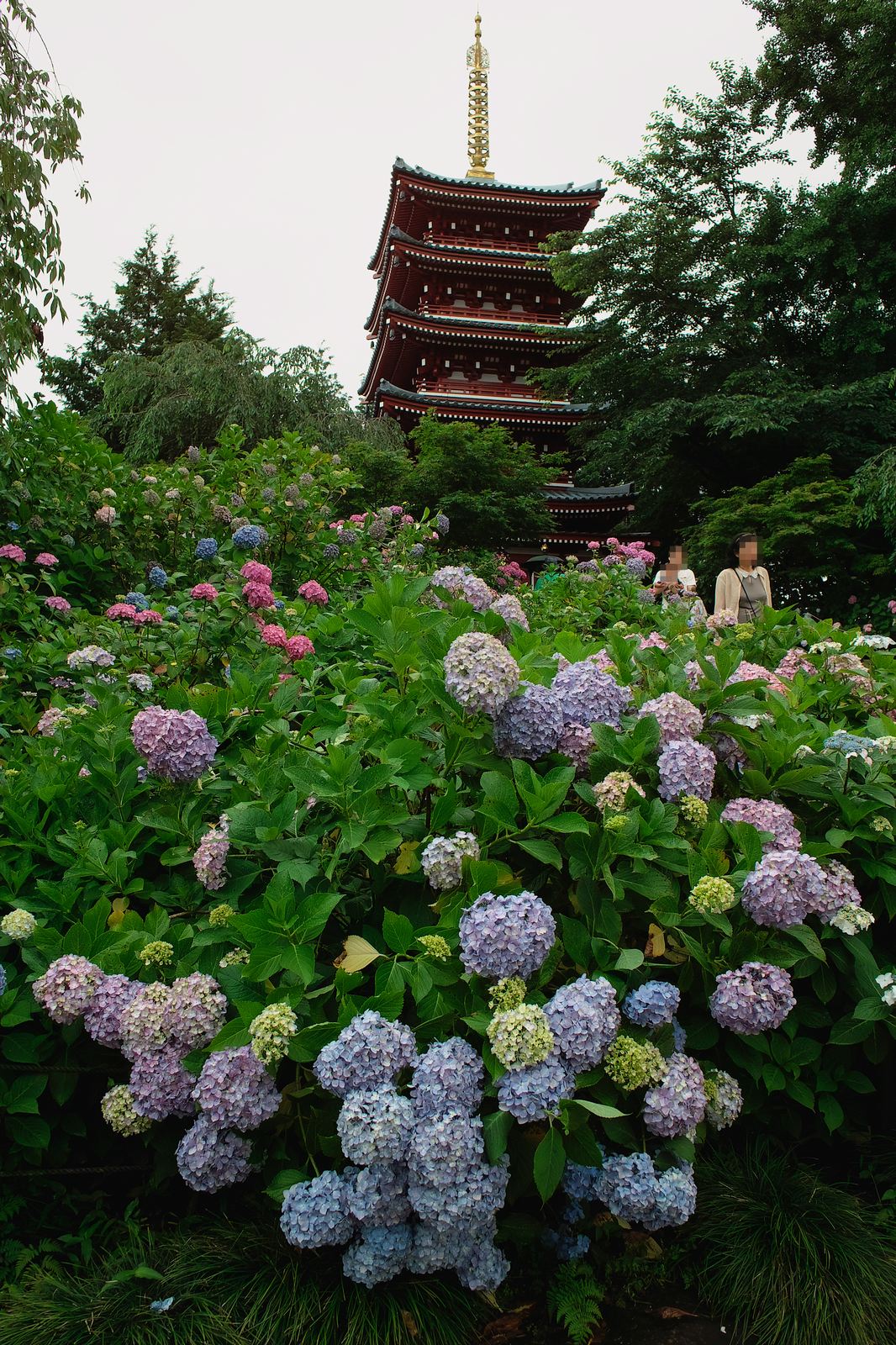 松戸市・本土寺…アジサイ寺へ_e0071178_17594285.jpg