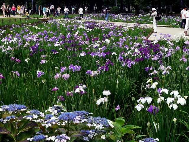 水元公園の菖蒲_d0079081_15565443.jpg