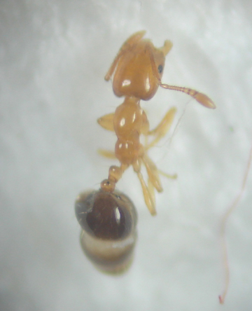 ヒメアリ ビワと彼女 むいむいのお時間