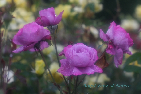 美しき梅雨薔薇の世界 ブルーリバー Angel ｖiew Of Nature