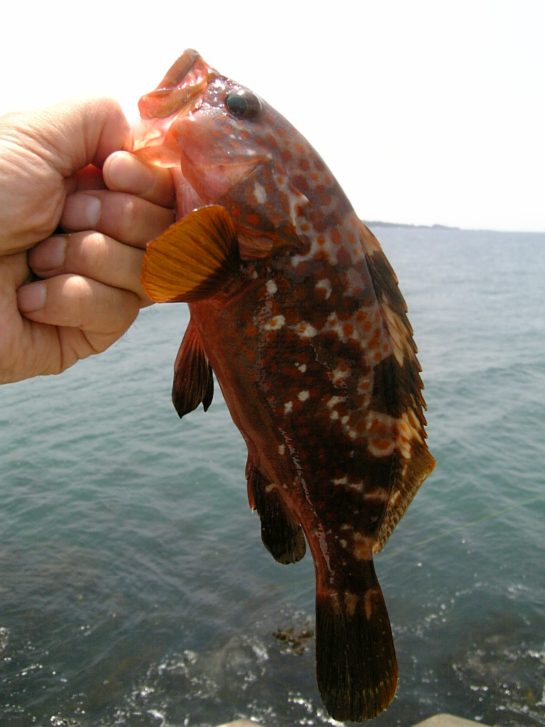 福井 石橋テトラ キジハタ 釣りと海散歩