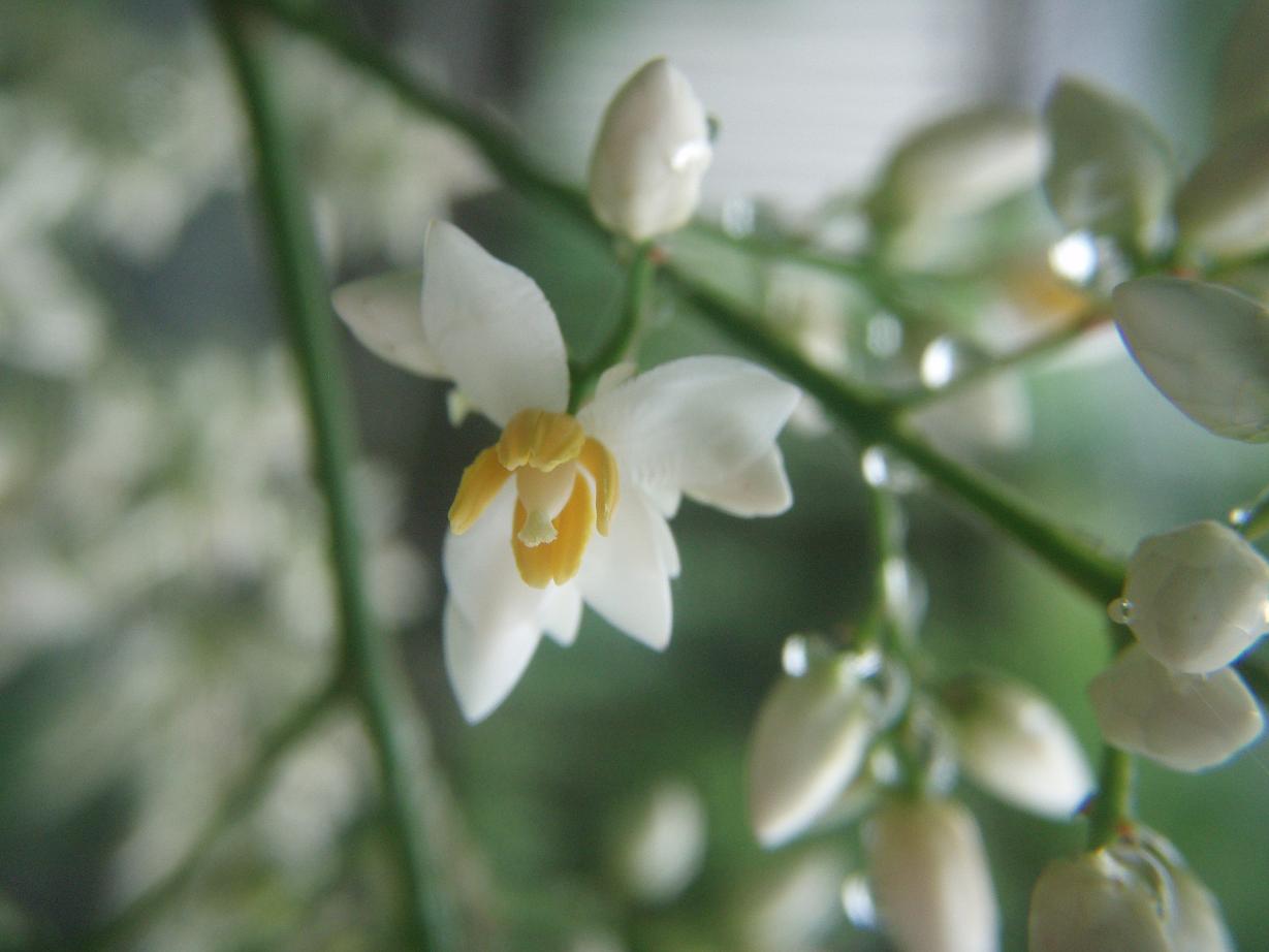 南天の花　　　南天の白い花が潤んでる_d0051106_7375129.jpg