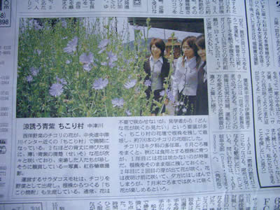 朝日新聞にチコリの花_d0063218_15335517.jpg