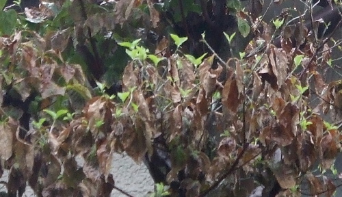 枯れちゃったハナミズキが新芽を出してるの ケヤキの梢を見上げながら