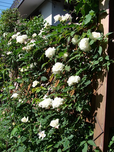 f0170524_9165276.jpg