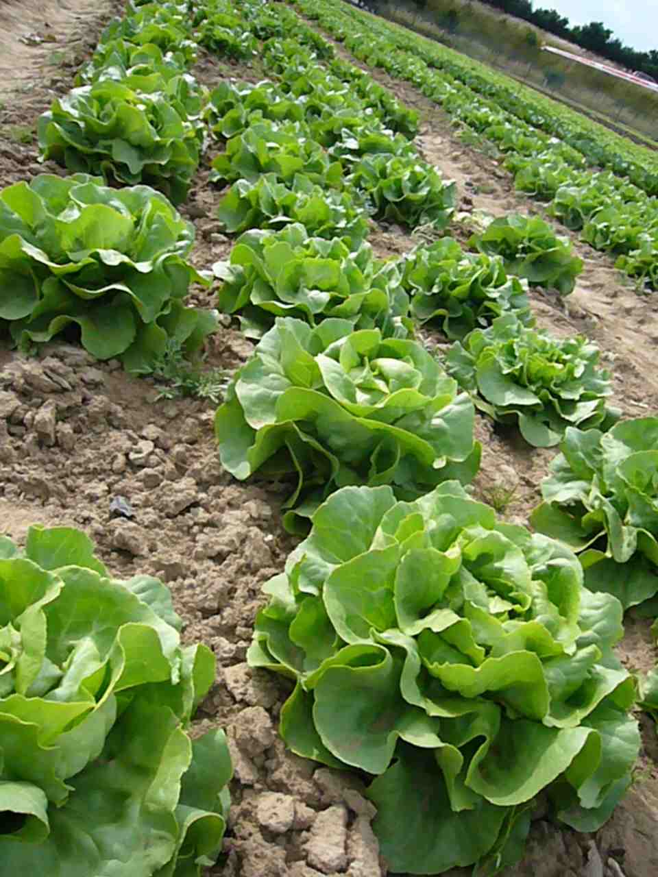 季節の花と野菜＠GALLY農園_f0031138_5401679.jpg