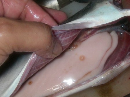 サバを生で食べるには ちゃり家秘伝 Tight Line