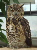 e0125762_2313954.jpg