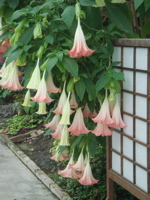 e0125762_2339253.jpg
