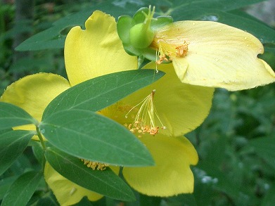 ヒペリカム・ヒドコート(Hypericum Hidcote)、大輪金糸梅_c0085874_15564015.jpg