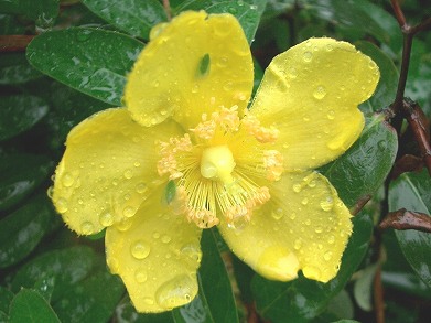 ヒペリカム・ヒドコート(Hypericum Hidcote)、大輪金糸梅_c0085874_1605470.jpg