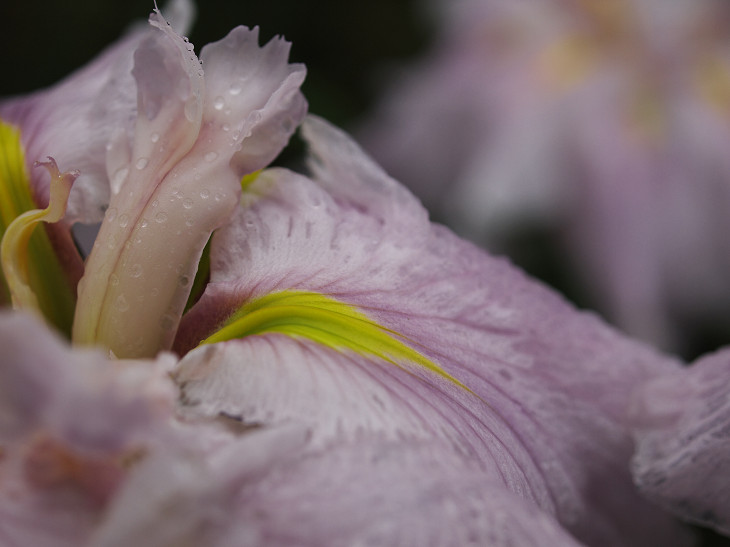 花菖蒲（頼成の森）2_a0096177_20363653.jpg