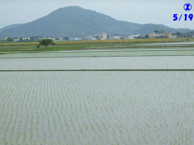 田んぼ①②③④⑤⑥そしてもう⑦よ♪_f0005081_2222538.jpg