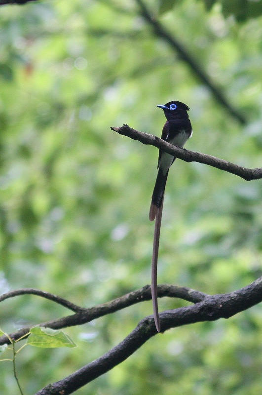 在庫より　サンコウチョウ_f0022486_03133.jpg