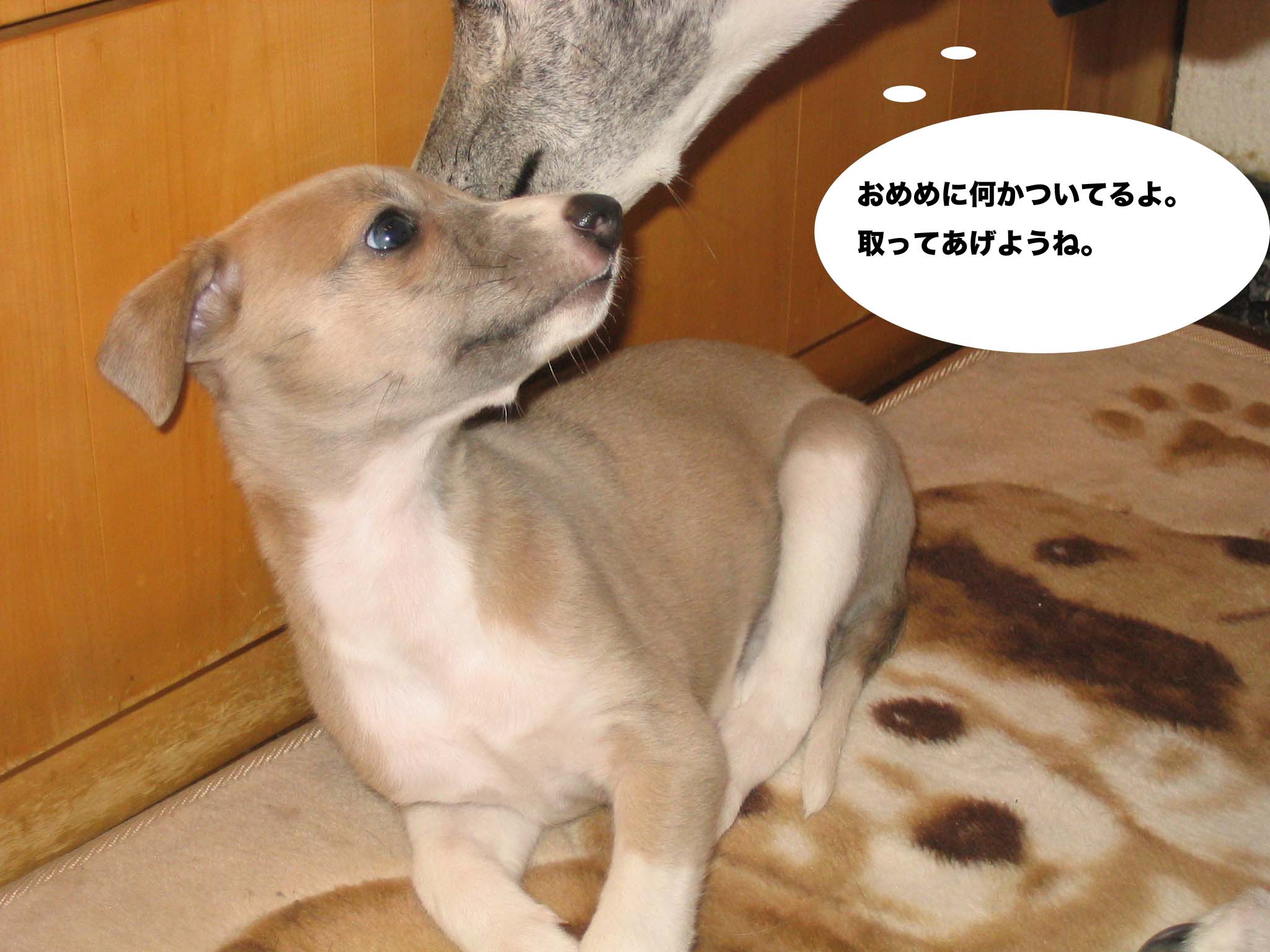 子犬らしくなりました。_f0177788_22201163.jpg