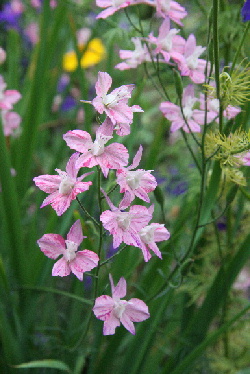 大好き実家で大好きお花見（笑）　　-2008年06月22日(日)-_f0118293_14213923.jpg