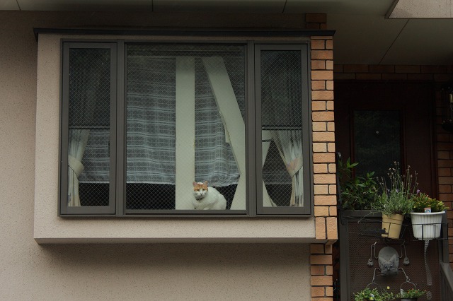 　雨降り、雨上がり_f0154796_017187.jpg