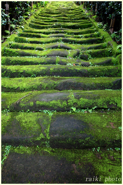 鎌倉杉本寺・・・_d0035398_1923267.jpg