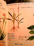 d0090800_11904.jpg