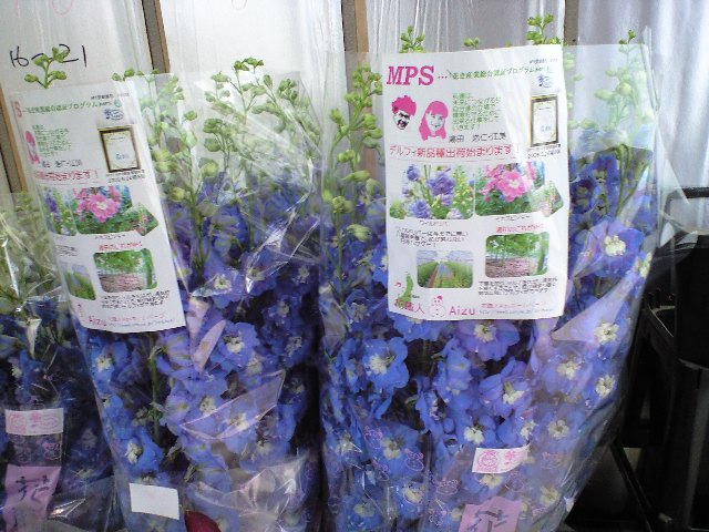 チラシ_d0099708_9155357.jpg