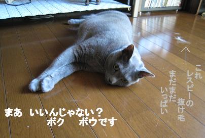 猫が増えたよ_c0066610_10165833.jpg