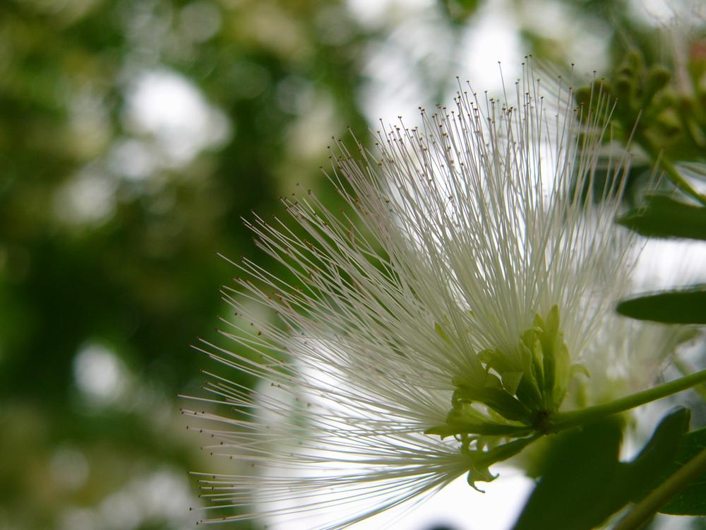 ２００８年版・PEKEYAMA氏夏の花図鑑・１_c0062511_6382648.jpg