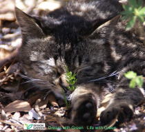 鼻先に緑を立てた猫の寝顔Ｔ～Ｔシャツ・アート展2008ネット販売_f0006713_0341135.jpg