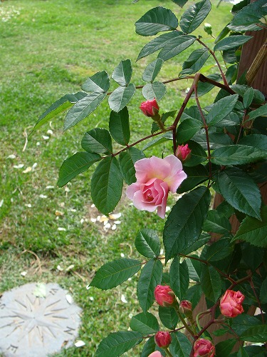 f0170524_1843219.jpg