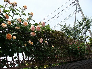 f0170524_1849324.jpg