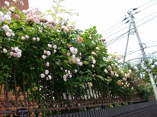 f0170524_1850423.jpg