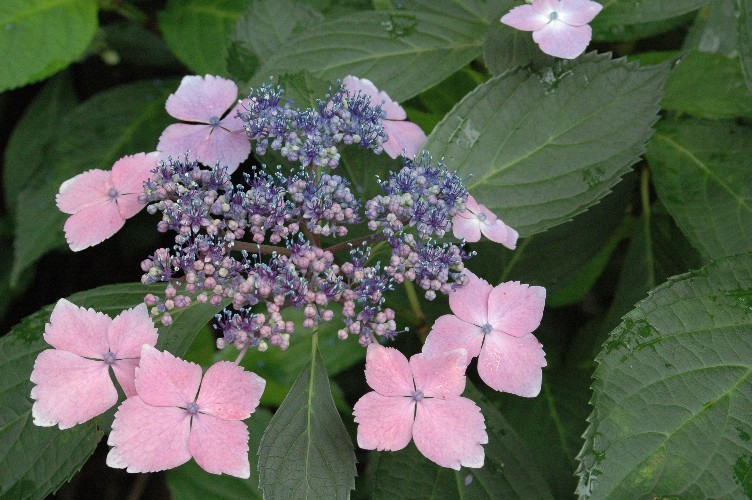 c0142535_05186.jpg