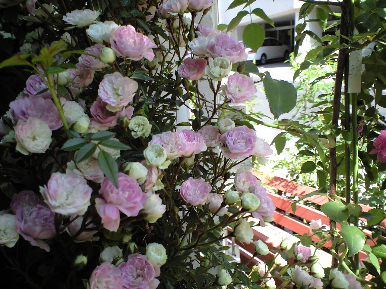 風景を造るバラ バラの庭づくり Oakenbucket オークンバケットのローズレターへようこそ